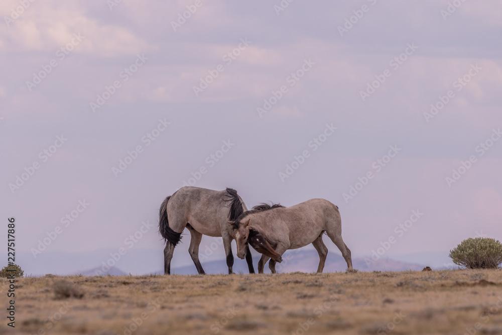 Wall mural Wild Horse Stallions Facing Off in the Desert