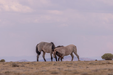 Wild Horse Stallions Facing Off in the Desert