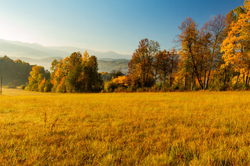 Fototapeta premium Gorgeous foggy sunrise in mountains. Lovely summer landscape. Flowers on grassy meadows and forested hill in fog.