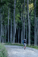 View of dirty road between a forest 