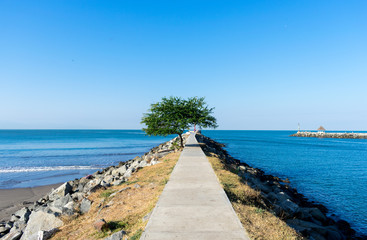 Tree along sidewalk with blue beach horizon sunny day