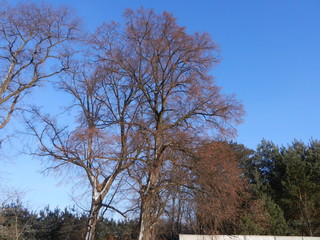 ŚPIĄCE DRZEWA © BAGABEGO  FOTOSTOCK