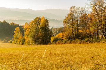 Fototapeta premium Gorgeous foggy sunrise in mountains. Lovely summer landscape. Flowers on grassy meadows and forested hill in fog.
