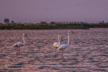Flamingos in the salt lake