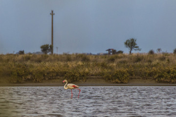 Flamingos in the salt lake