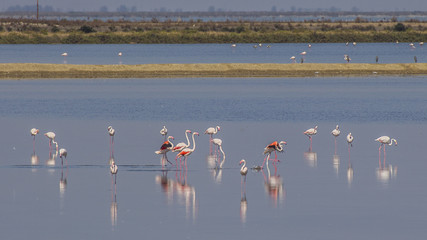 Flamingos in the salt lake
