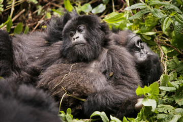 Gorillas relaxing in forest © Cavan for Adobe
