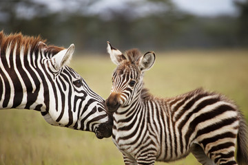 Zebra with young © Cavan for Adobe