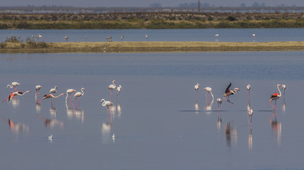 Flamingos in the salt lake