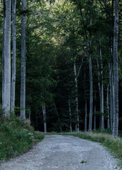 View of dirty road between a forest 