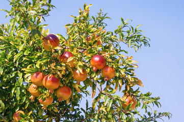 Autumn. Branch of pomegranate tree ( Punica granatum ) with ripe fruits against blue sky
