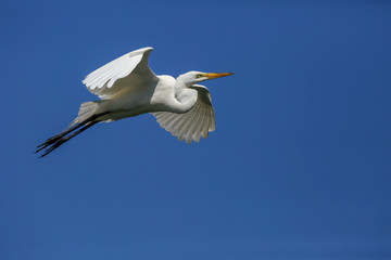 Great Egret Florida Flying