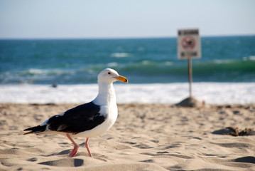 No swimming