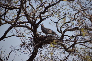 Pale Chanting Goshawk, Kruger National Park, South Africa