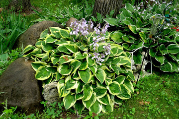 Hosta Bed