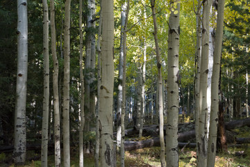 Aspen trees in the forest