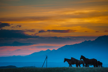 Grazing wild horses on the slopes of the mountain peaks in the morning evening