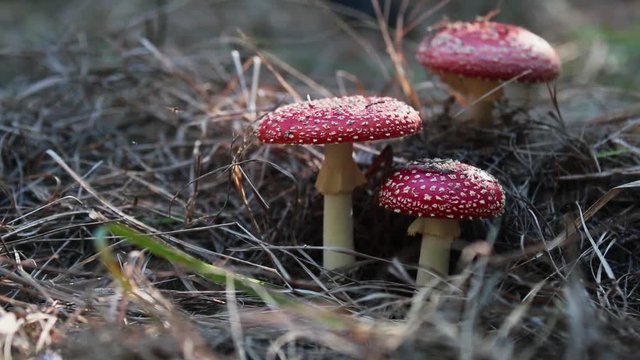 Poisonous fly agaric/ fly amanita mushroom in the central European pine forest. Sunny autumn beautiful day with light breeze, dolly shot, shallow depth of the field, 59.94 fps.