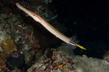 Pez trompeta en inmersion nocturna 1