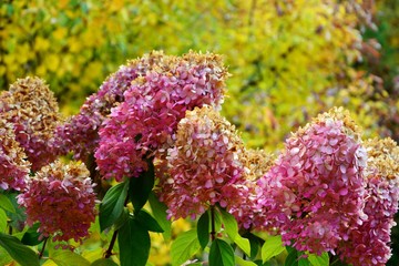 Bright flowers of withering hydrangea on the background of yellow foliage of autumn garden.