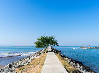 Obraz premium Tree along sidewalk with blue beach horizon sunny day