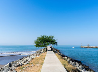 Tree along sidewalk with blue beach horizon sunny day