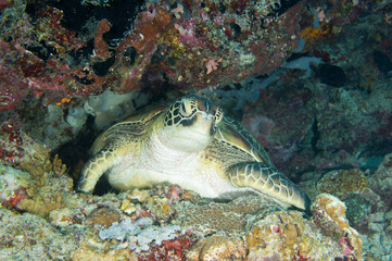 Tortuga en la pared 1