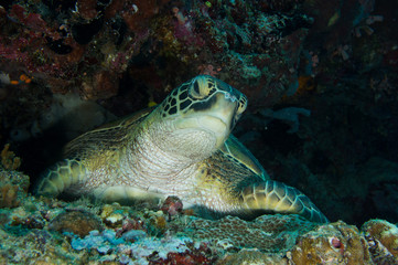 Tortuga en la pared del arrecife 2