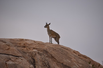 Steenbok, Kruger National Park, South Africa