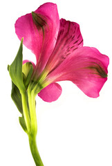 flowers isolated on white background