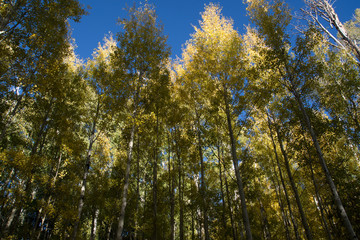 trees in autumn
