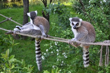 ring tailed lemur