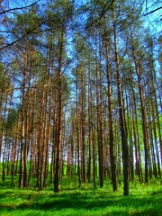 Fototapeta premium trees in the forest