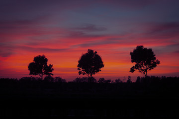 romantink sunset landscape with silhouette of trees 