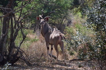 Kudu, Kruger National Park, South Africa