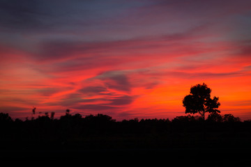 romantink sunset landscape with silhouette of trees 