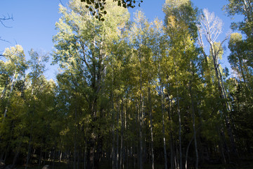 Fototapeta premium trees and sky