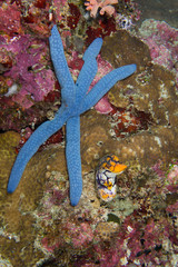 estrella azul junto a esponja