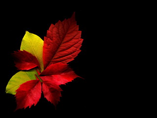Autumn colorful leaves on a black background.