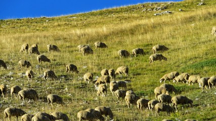 flock of sheep grazing