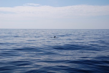 Obraz premium swimming in water whale