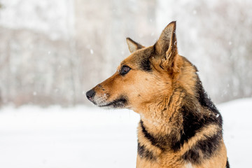 Portrait of a dog in profile on a blurry background on a winter day_