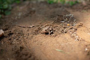 Toad on Ground