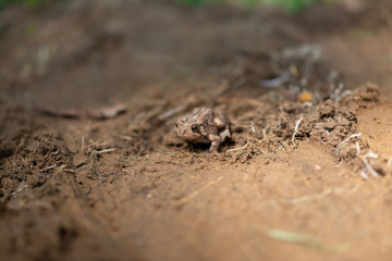 Toad on Ground