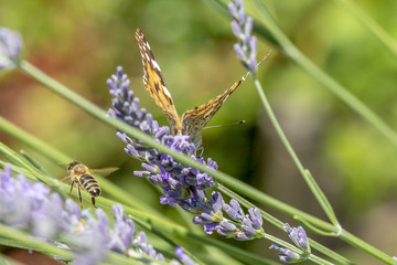 Schmetterlinge am Lavendel