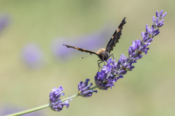 Schmetterlinge am Lavendel