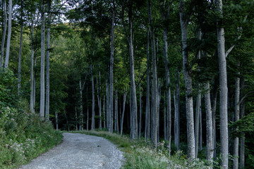 View of dirty road between a forest 
