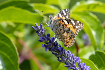 Schmetterlinge am Lavendel