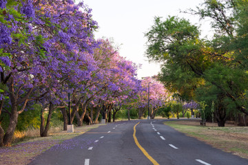 Park with street and purple jacarandas tree at sunset