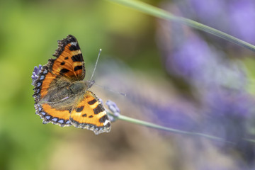 Schmetterlinge am Lavendel